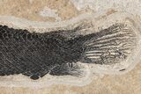 Fossil Gar (Lepisosteus) From Wyoming - Spectacular Scales! #206437-4